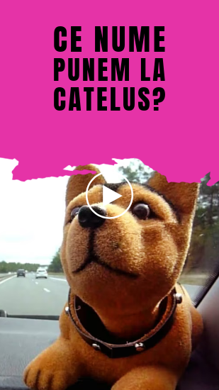 ce nume dam la caine