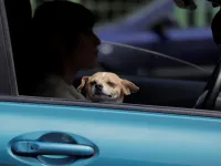 Cât este amenda dacă transporți animale în mașină, pe locul din față?