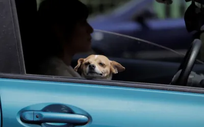 Cât este amenda dacă transporți animale în mașină, pe locul din față?