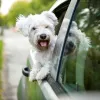 Transporte de animales en el coche: guía completa para viajes seguros