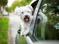 Transportul animalelor în mașină: ghid complet pentru călătorii sigure