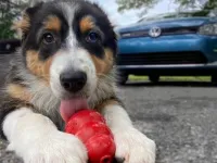 Ultimul produs scos de Volkswagen este........o jucărie pentru câini!