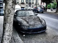 Come gli escrementi di uccelli danneggiano la vernice dell'auto e cosa fare