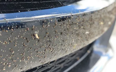 Cum să curăți insectele de pe mașină: ghid complet pentru o caroserie impecabilă