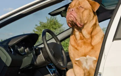 Cum să călătorești în siguranță cu câinele în mașină: 8 sfaturi esențiale