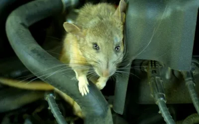 Comment protéger sa voiture des rongeurs qui rongent les câbles électriques