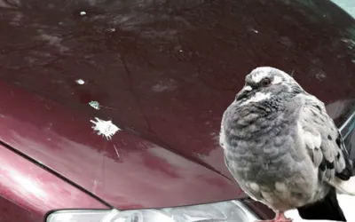 Cum să îngrijești corect vopseaua mașinii: ghid complet de protecție și întreținere